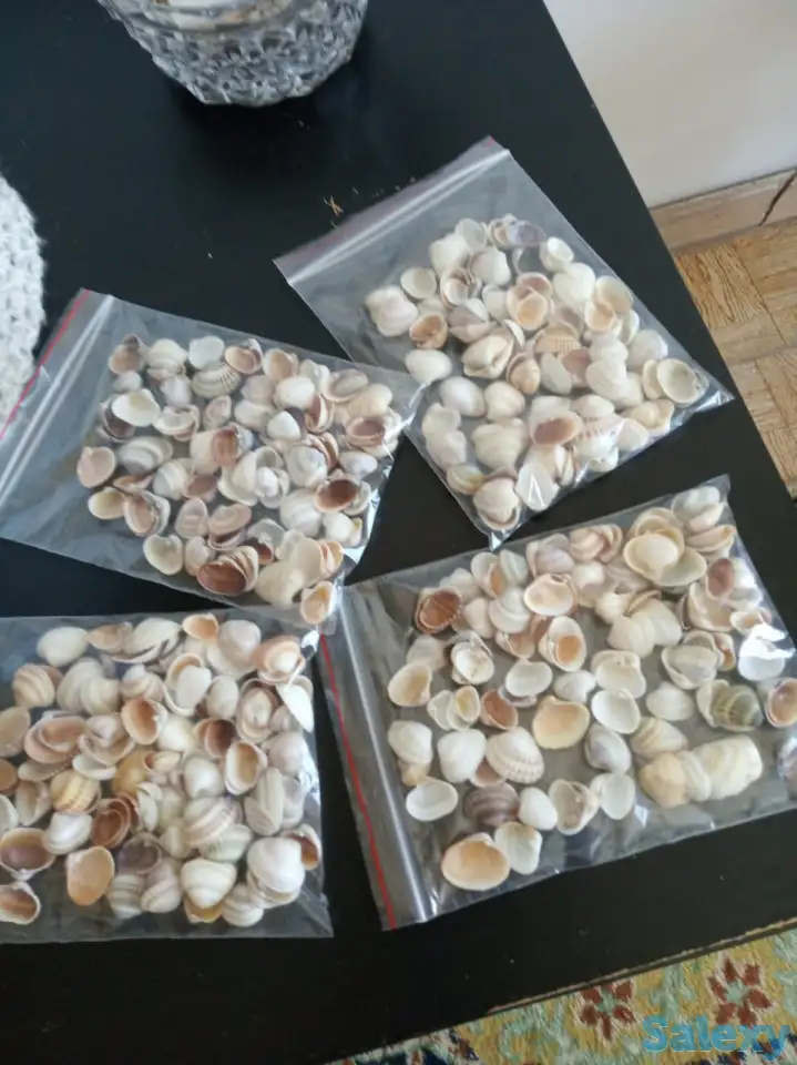 Продам ракушки, фотография 1