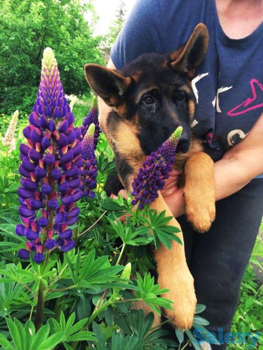 Немецкой овчарки щенков, фотография 5