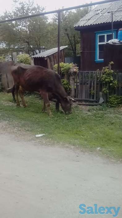 Продам корову., фотография 1