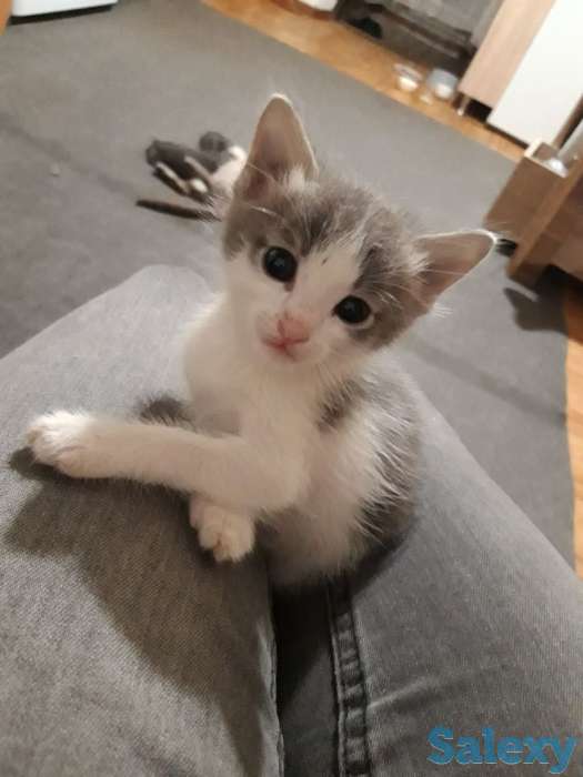 Отдам котят в хорошие руки!, фотография 2