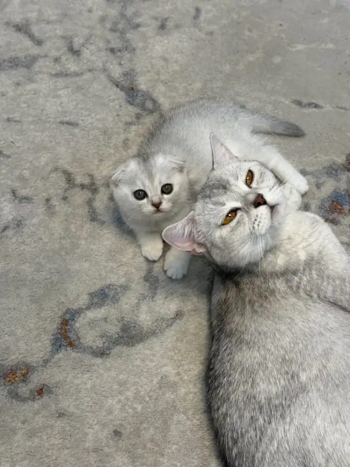 Продам котят. Породы серебристая шиншилла, фотография 6
