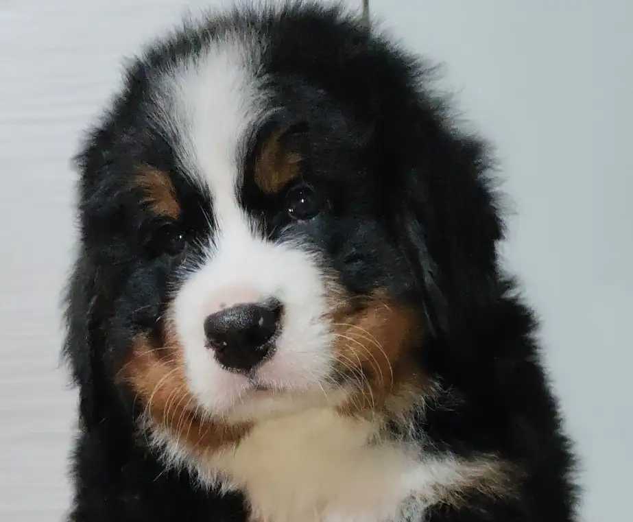 Щенки Бернского зенненхунда, фотография 1