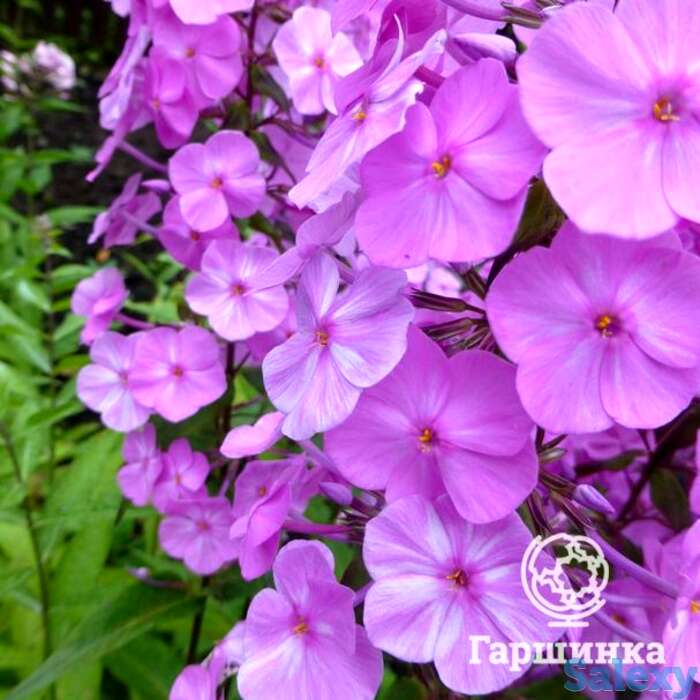 Флокс пирамидальный Альфа, фотография 1