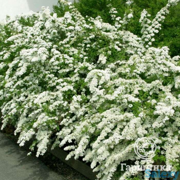 Спирея грефшейм, фотография 1