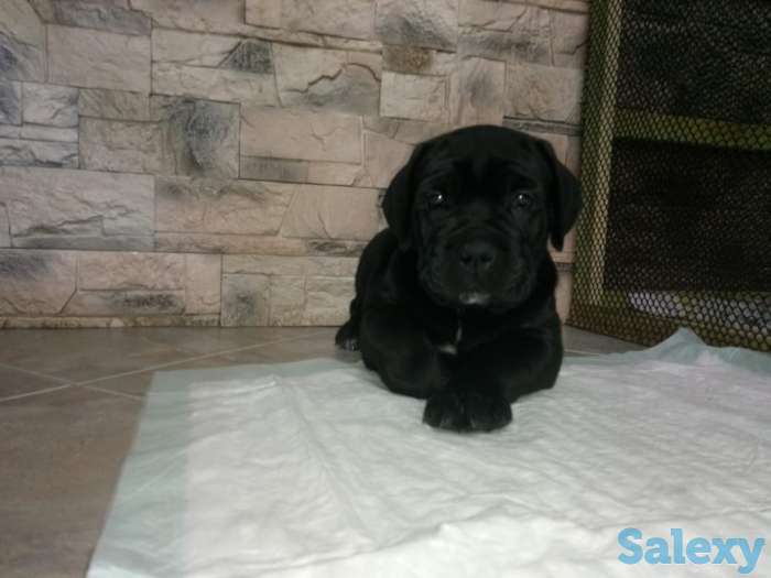Продам алиментного щенка Кане Корсо, фотография 2