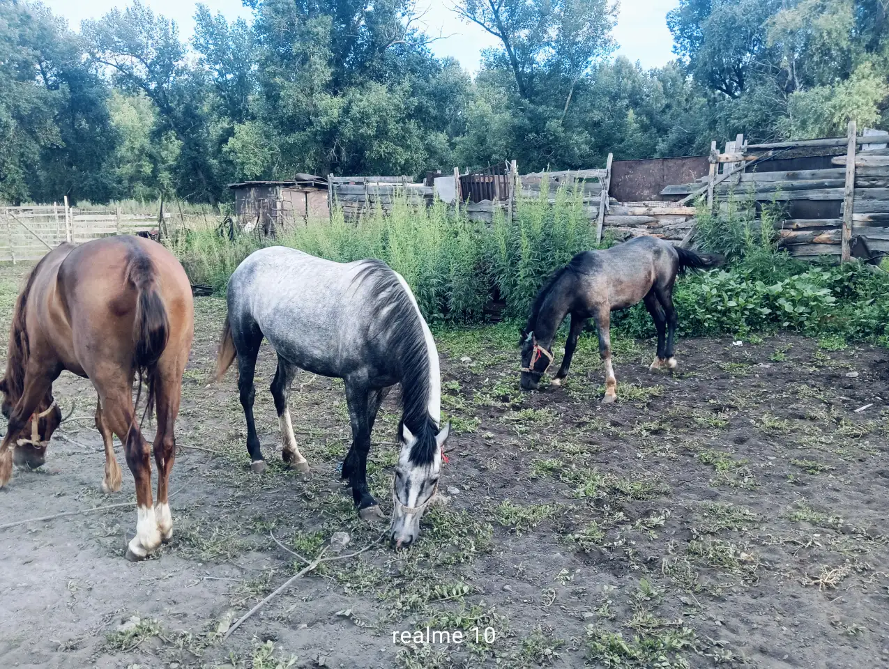 Продам лошадей Орловской породы в Усть - Каменогорске, фотография 5