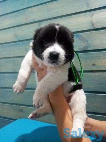 Алабай САО Тобет щенки продам, фотография 1