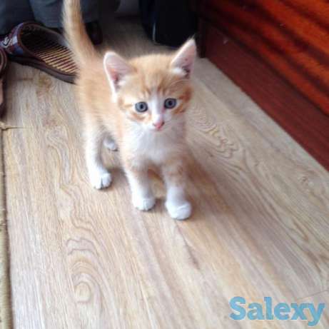 Отдам котят в ХОРОШИЕ руки, фотография 1