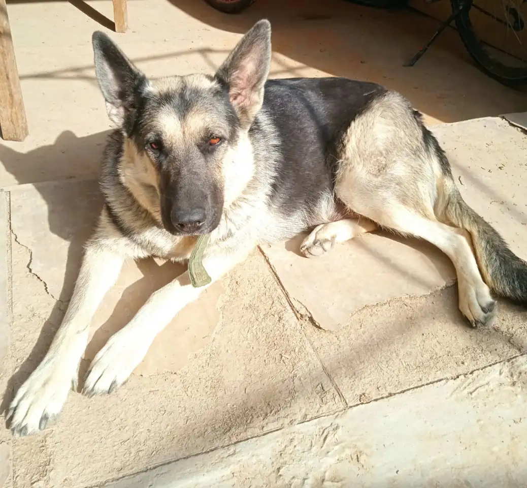 Продам щенков восточно-европейской овчарки, фотография 1