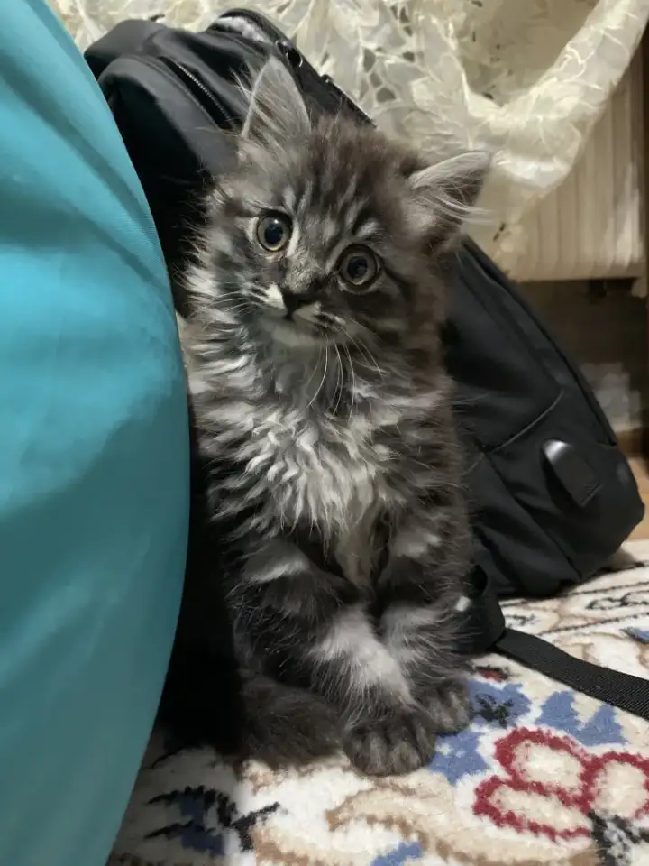 Отдам котенка в хорошие руки бесплатно., фотография 1