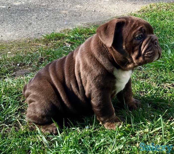 Английский бульдог, фотография 4