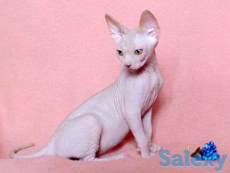 Открыта бронь на сфинксов, фотография 3