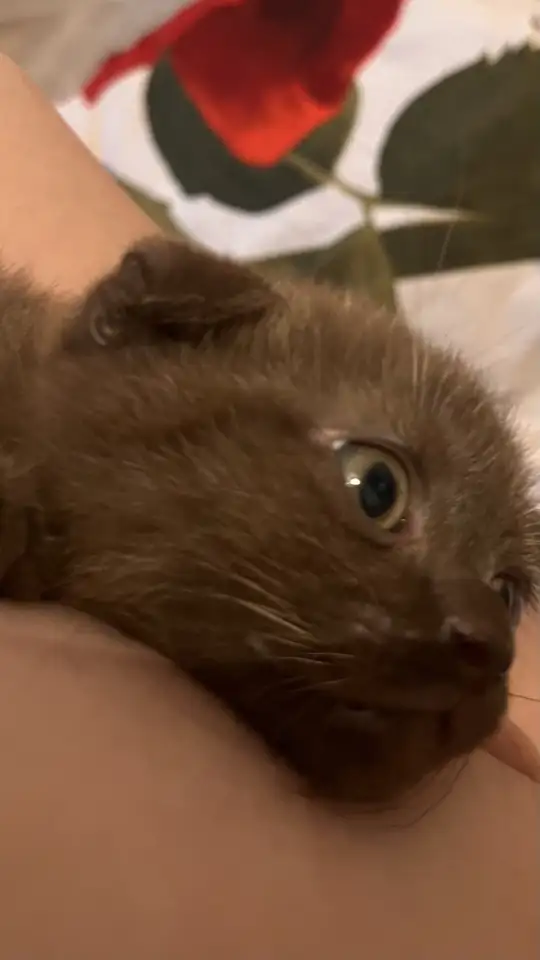 шоколадный котёнок, 3 мес, мальчик, фотография 3