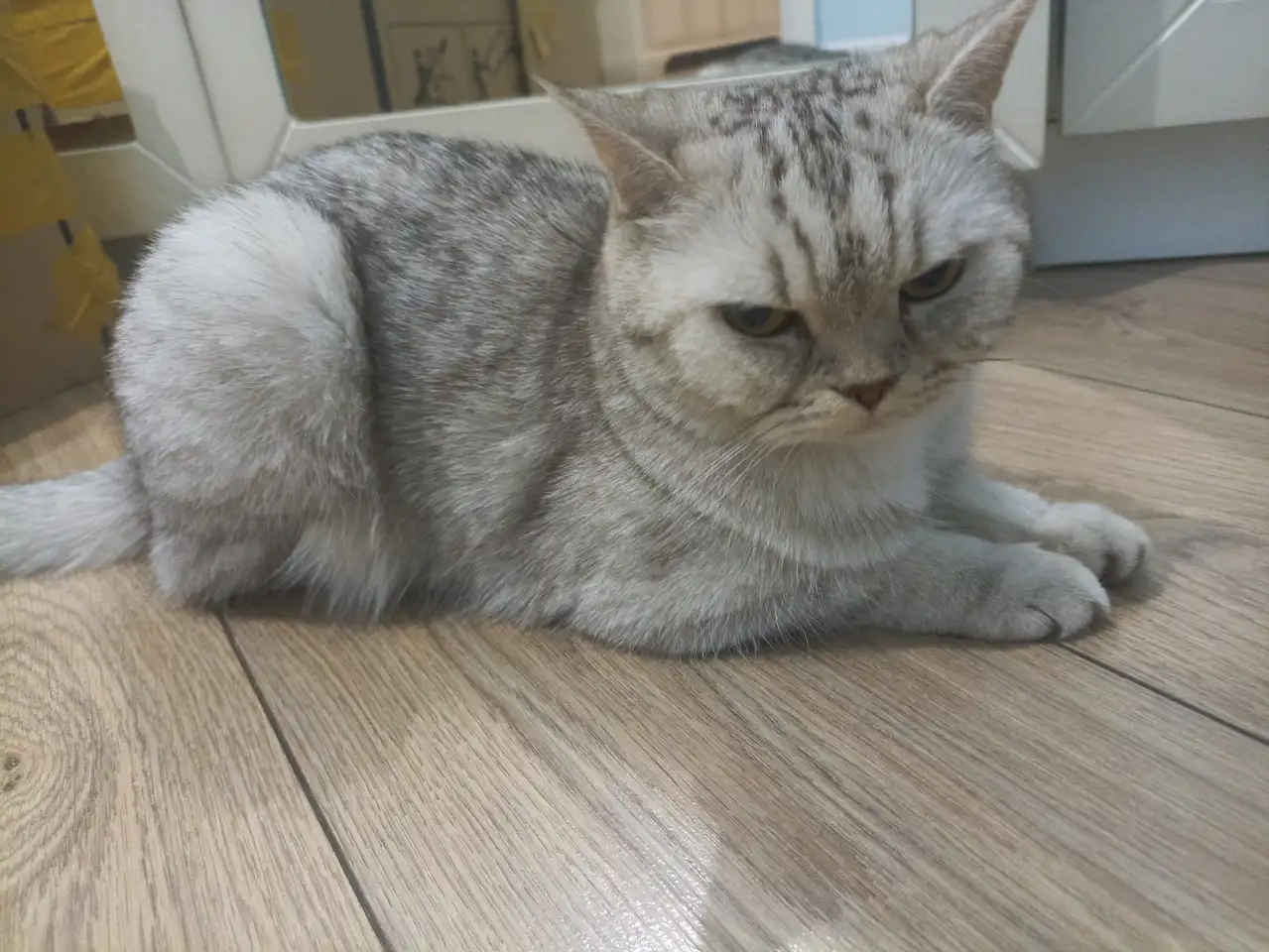 Кошка породистая британская, фотография 3