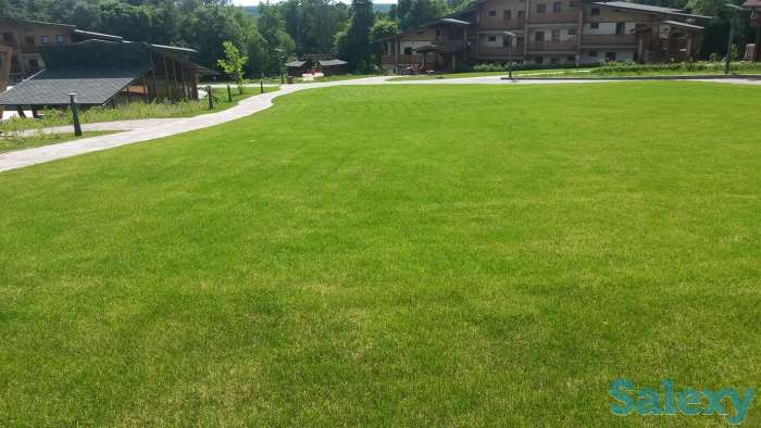 семена газонных трав, фотография 4