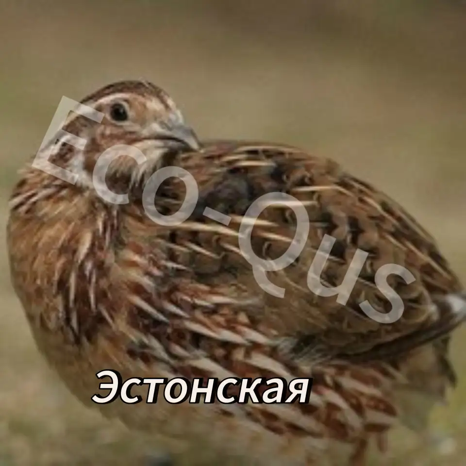 Перепелиные инкубационные яйца, фотография 5