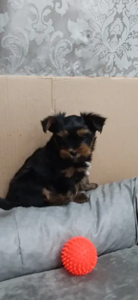 Щенки йоркширского терьера, фотография 4