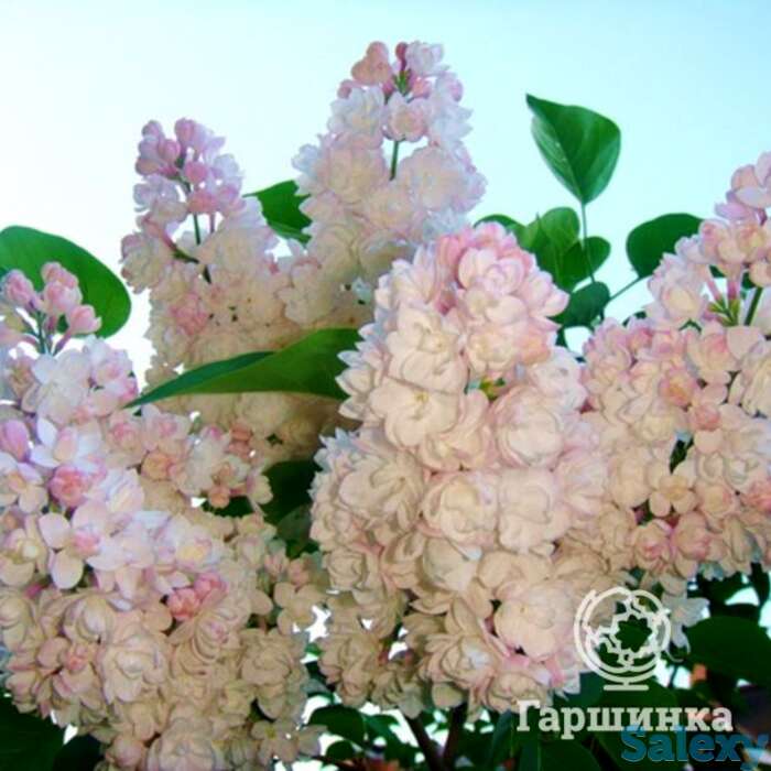 Сирень красавица москвы, фотография 1