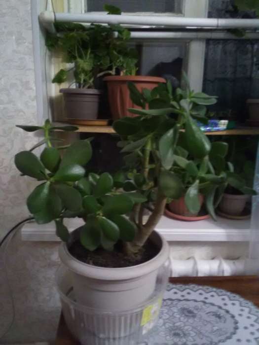 Продам цветок 