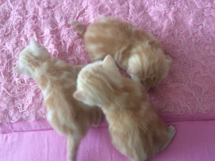 Продам шотландских котят, раннее бронирование , фотография 1