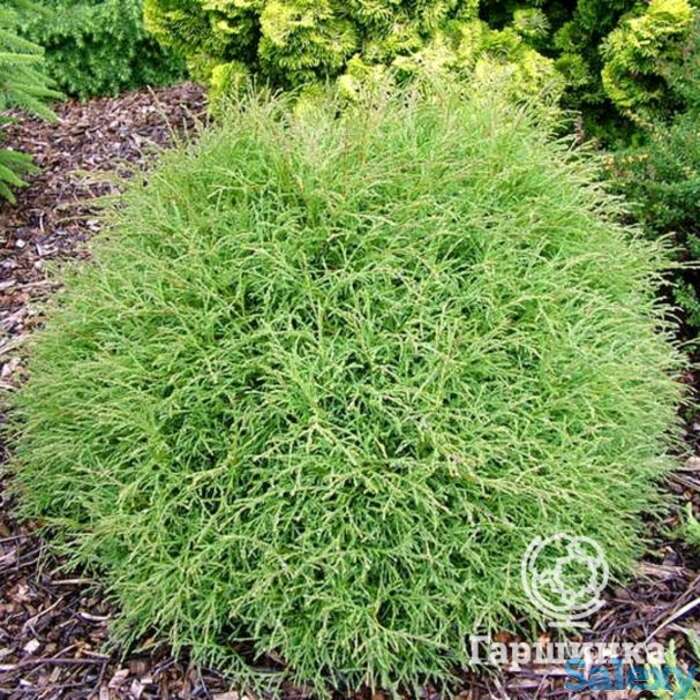 Туя шаровидная Мистер Боулинг Болл, фотография 1