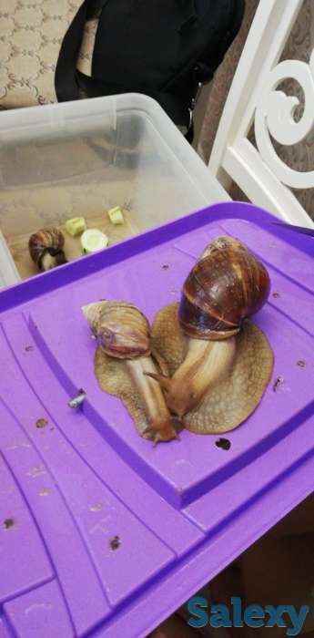 Улитки, фотография 2