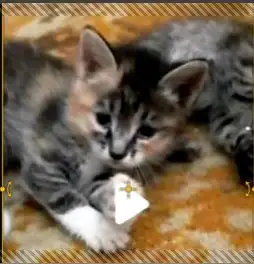 Пушистый дружочек, фотография 1