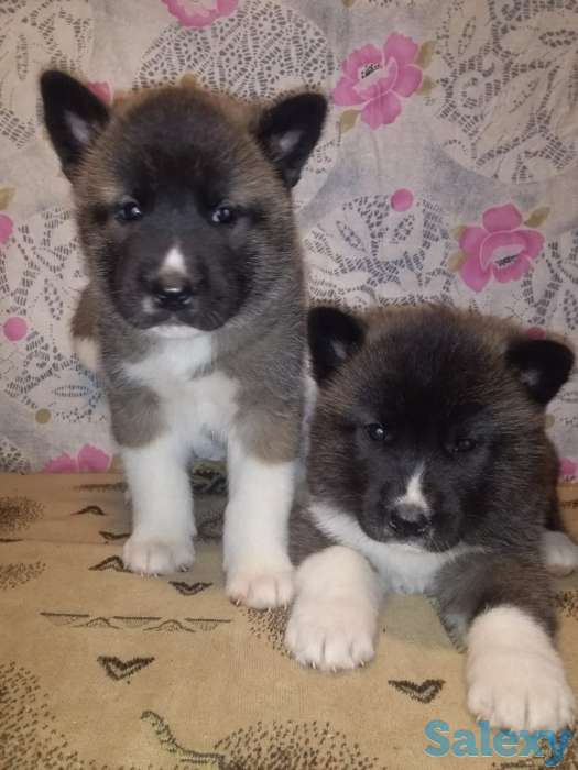 Продаются щенки Американской Акиты!, фотография 8