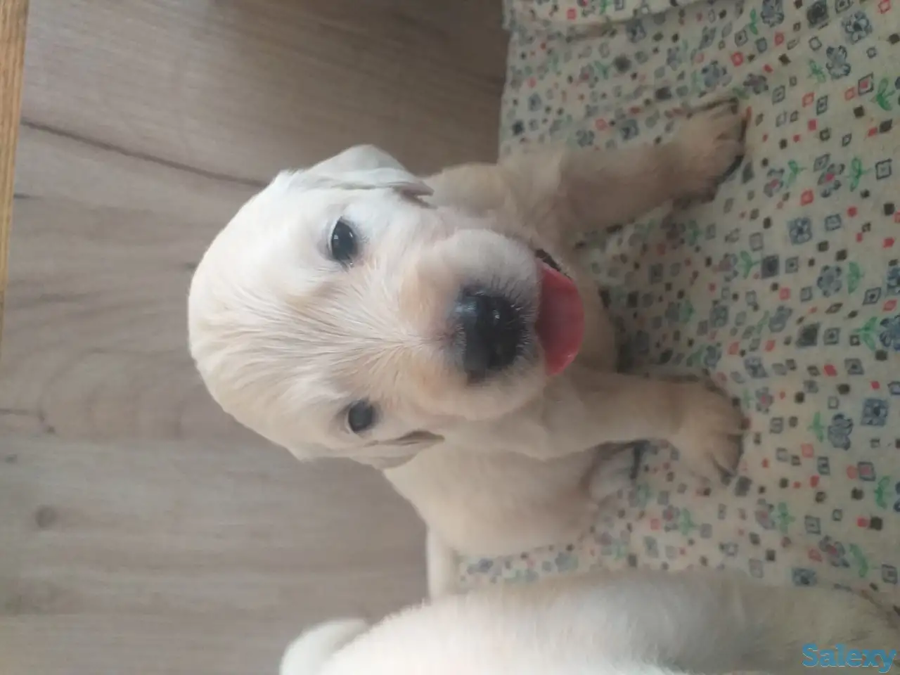 Продаются щенки породы Золотистый Ретривер, фотография 4