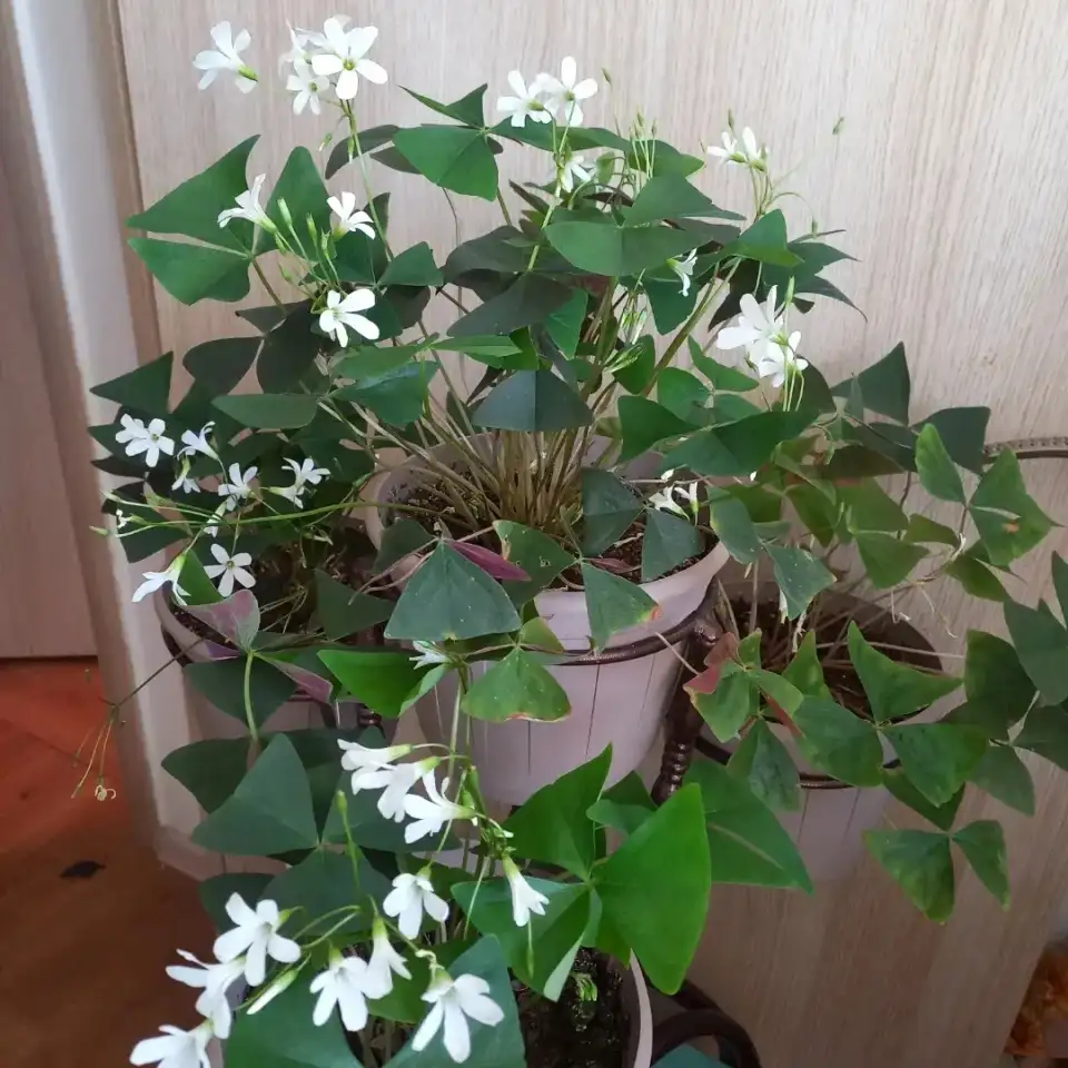 Цветок оксалис, фотография 1