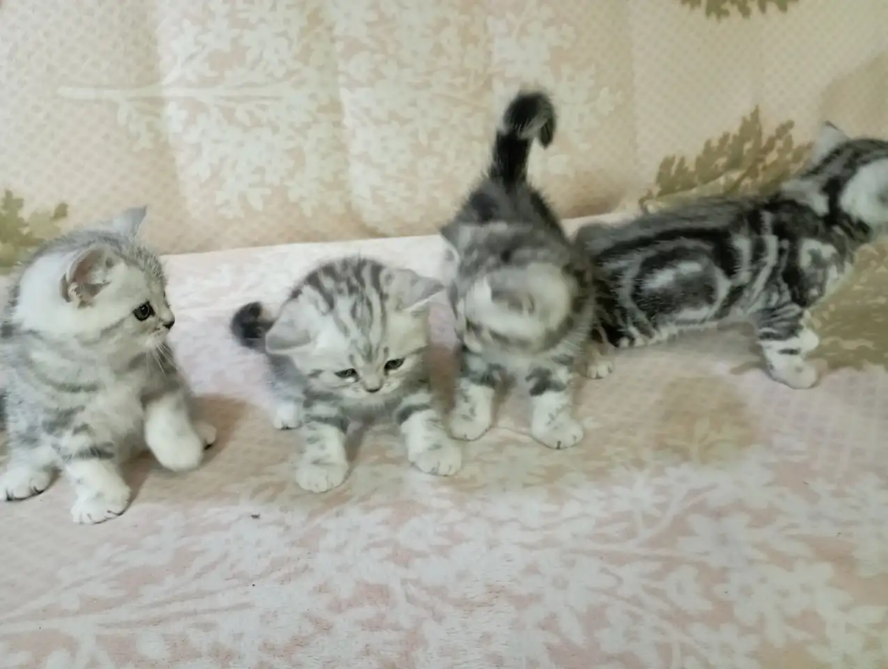 Продам котят породы Скоттиш Страйт., фотография 4