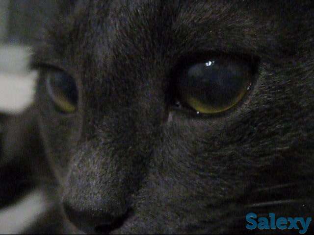 Кличка кота Нешик порода Русская голубая, фотография 7