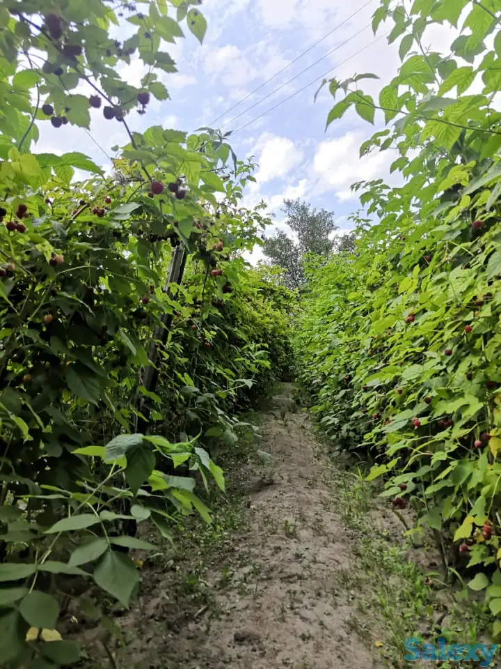 Дача 15 соток, Алматинская область, Талгарский район, с.о. Кендалинский, с. Кендала, с/т Медик-, фотография 13