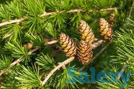 Озеленение и Благоустройство территорий любой сложности!, фотография 6