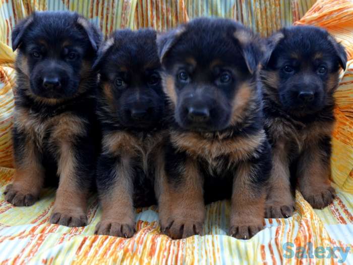 Продам щенков немецкой овчарки, фотография 5