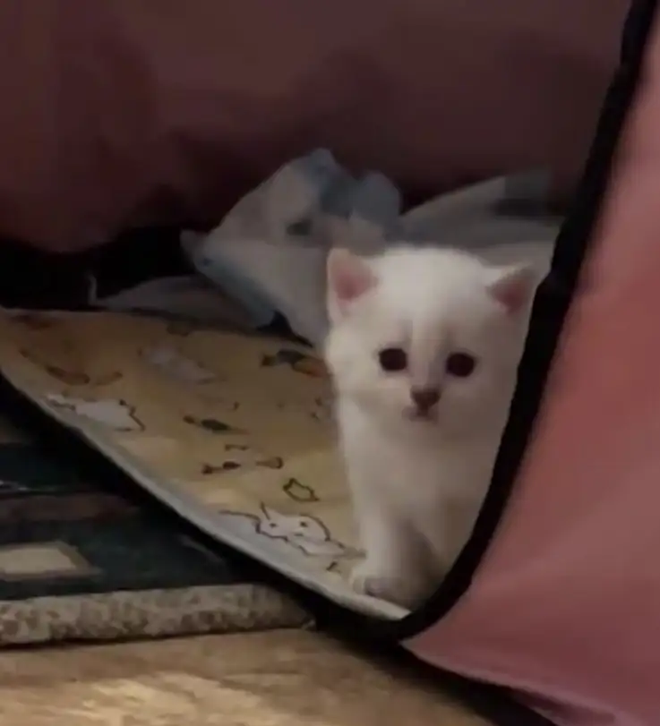 Шотландские чистокровные котята, котенок  редкие окрасы, фотография 4