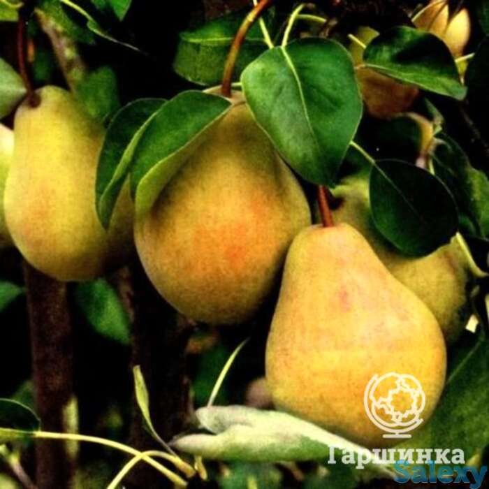 Груша купава, фотография 1