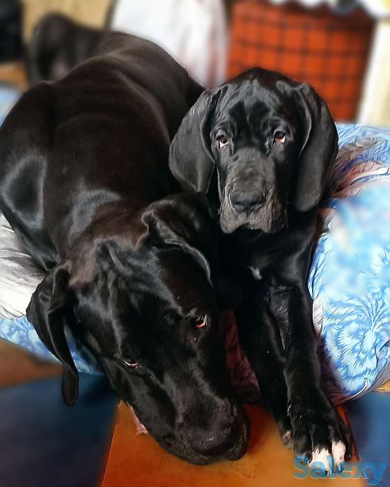 Продам щенков немецкого дога, фотография 10