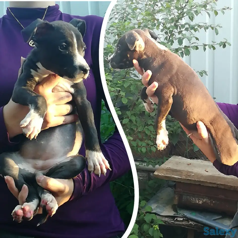 Стаффордширский терьер щенки продам, фотография 7