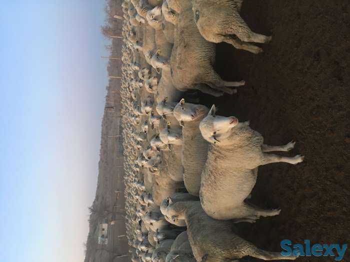 Овцы, фотография 1