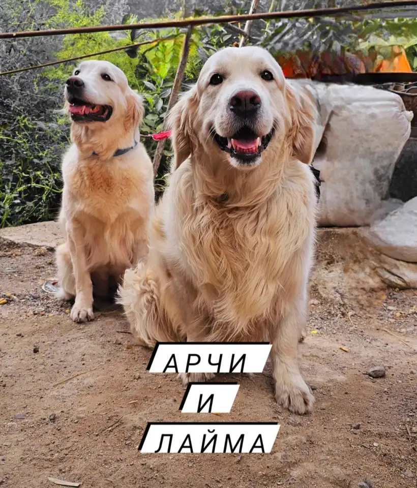 Щенки золотистого ретривера, фотография 1