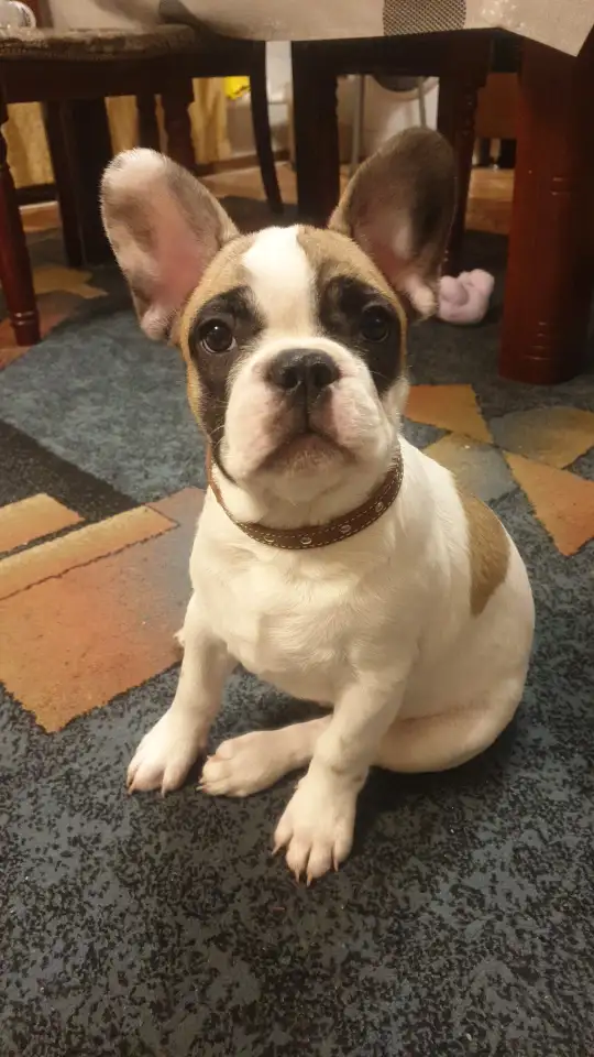 Продам щенка французский бульдог, фотография 1