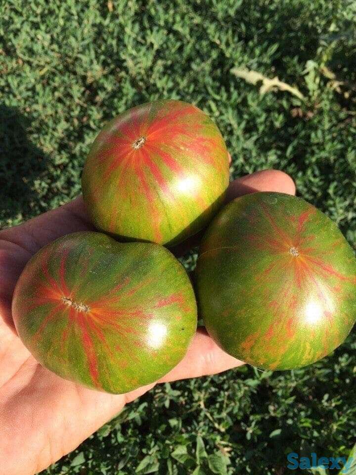 Рассада томатов, фотография 4