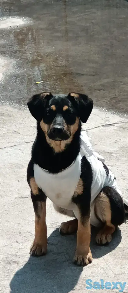 Зита ищет дом. Доставлю!, фотография 2