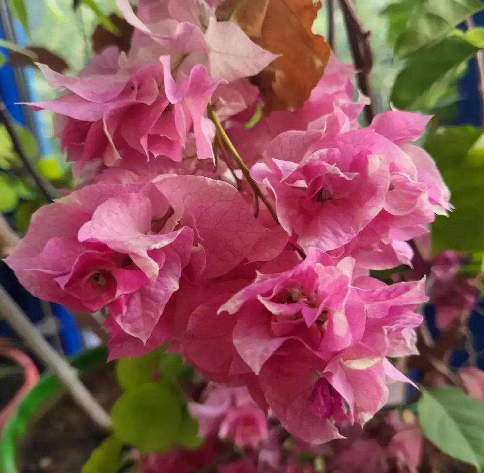 Продам роскошные Бугенвилии, фотография 4