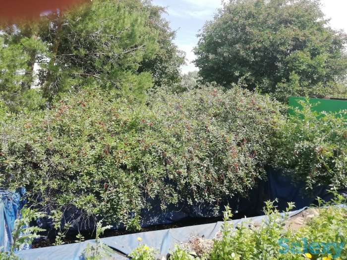 Продажа дома в Оренбургской области, Оренбургская область, Тюльганский район, село Нововасильевка, фотография 3