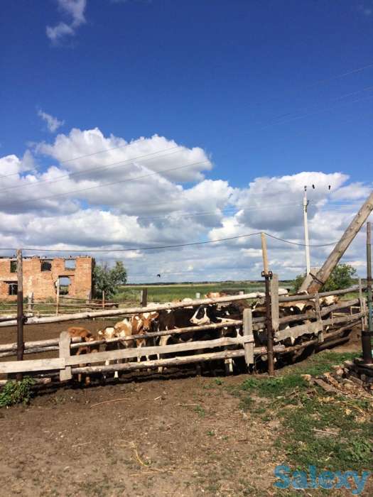 Продаётся животноводческая ферма, фотография 6