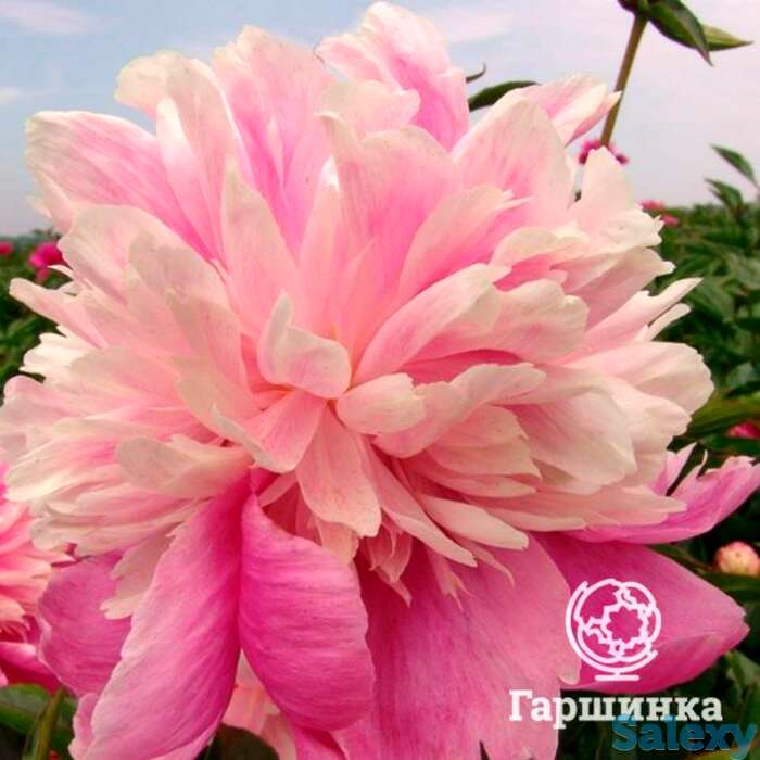 Пион ивнинг дрим, фотография 1