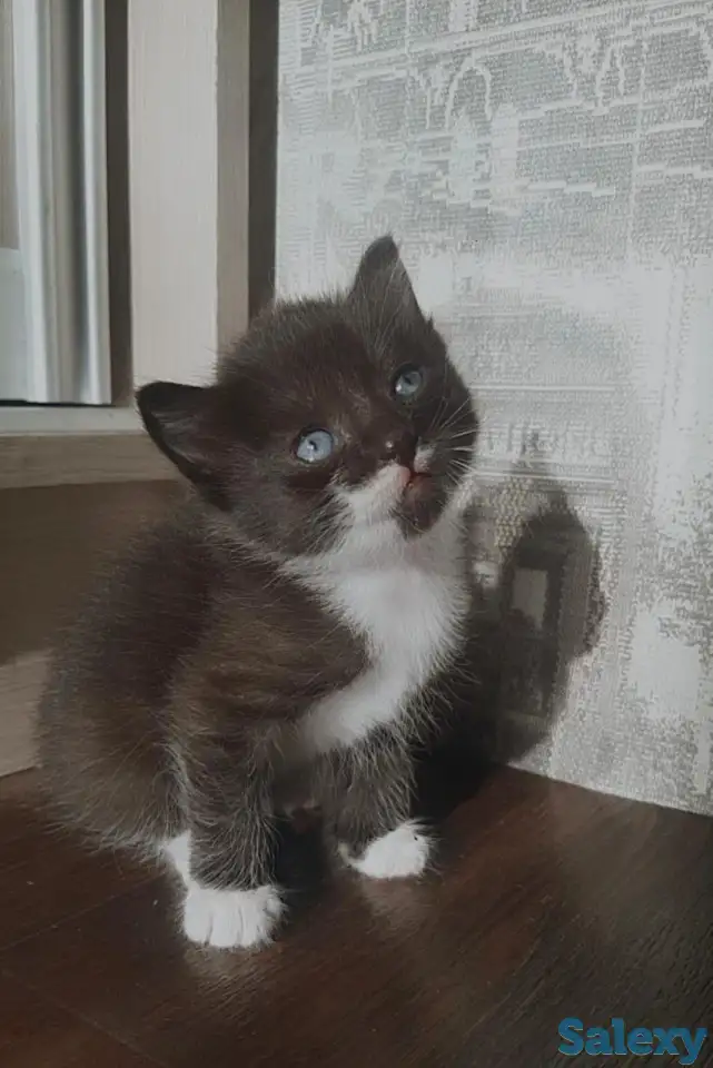 Отдам котят в добрые руки, фотография 1