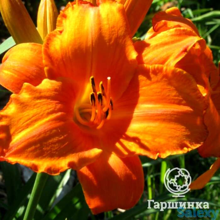 Лилейник Мауна Лоа, фотография 1